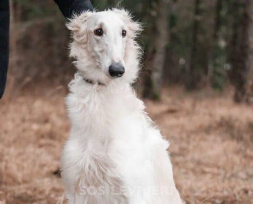 Anechka Borzoi