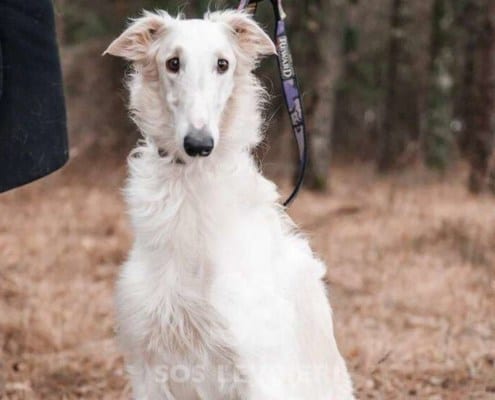 Anechka Borzoi