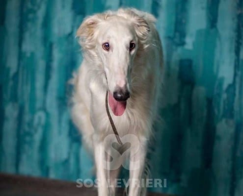 Anechka Borzoi Levriero da adottare