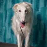 Anechka Bozoi