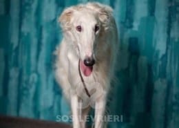 Anechka Bozoi