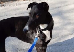 Budgie Greyhound