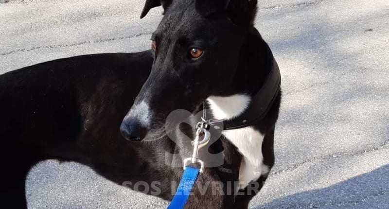 Budgie Greyhound