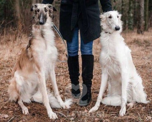 Vanechka Borzoi