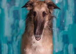 Vanechka Borzoi Levriero da adottare