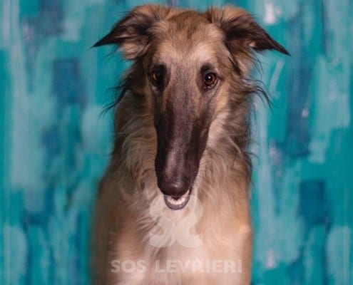 Vanechka Borzoi Levriero da adottare