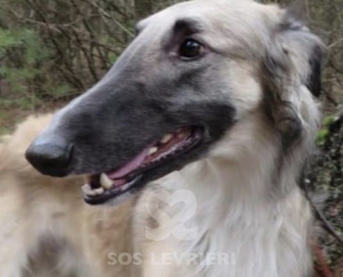 Vanechka - Borzoi