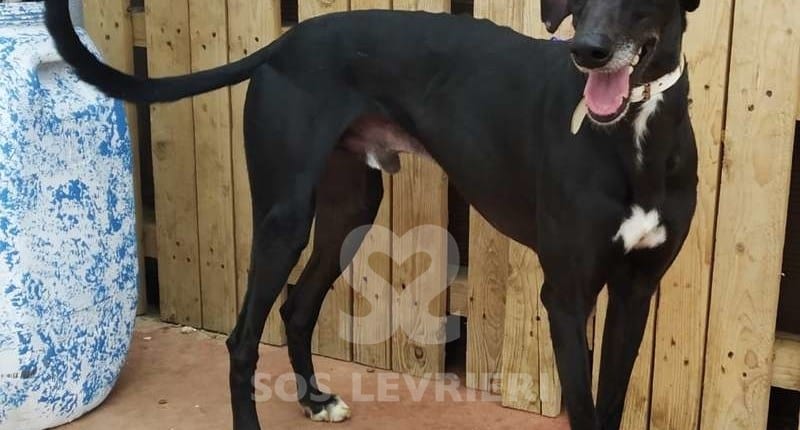 Ali Galgo