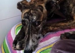 Astrid Galgo spagnolo