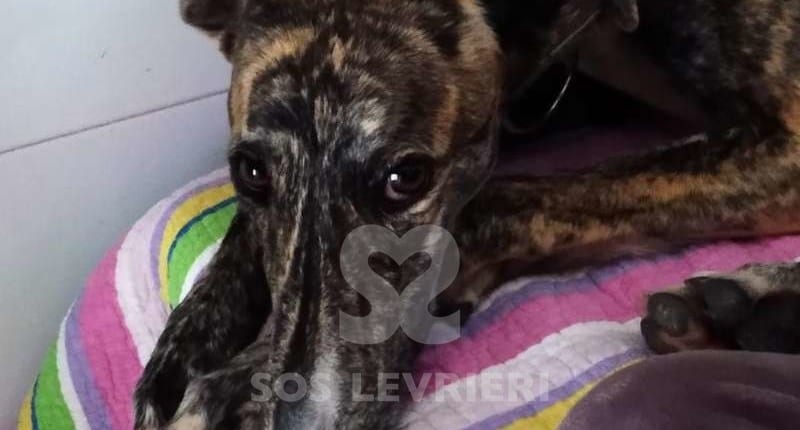 Astrid Galgo spagnolo