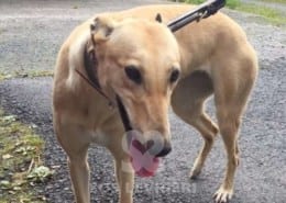 Blondie2-Greyhound
