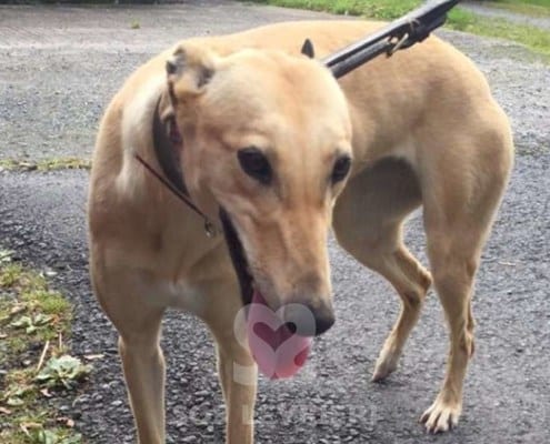 Blondie2-Greyhound