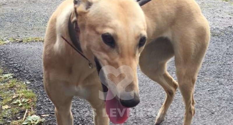 Blondie2-Greyhound