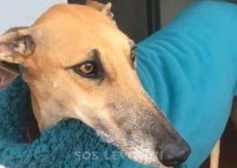Daisy - Galgo