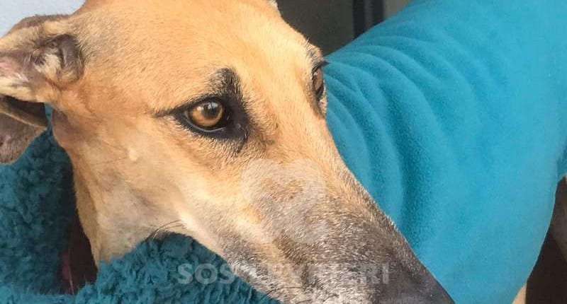Daisy - Galgo