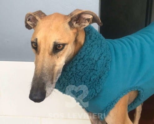 Daisy - Galgo