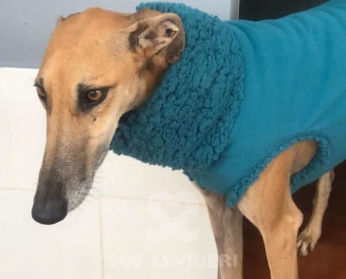 Daisy - Galgo