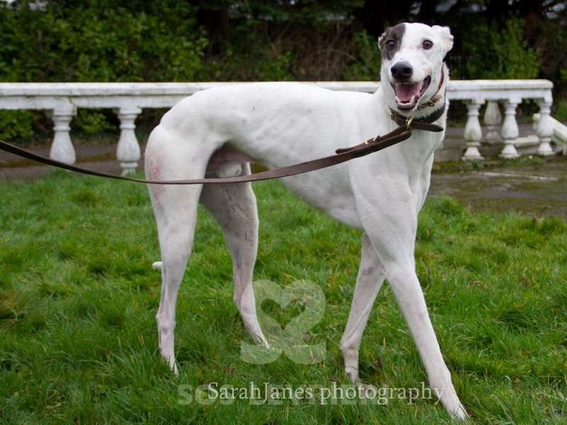 Dan-Greyhound