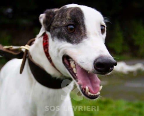 Dan - Greyhound