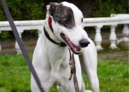 Dan-Greyhound