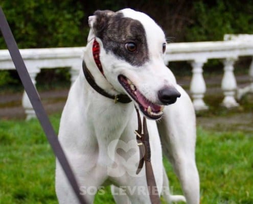 Dan-Greyhound