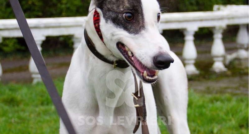Dan-Greyhound