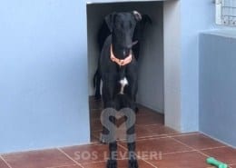 Dana Galgo