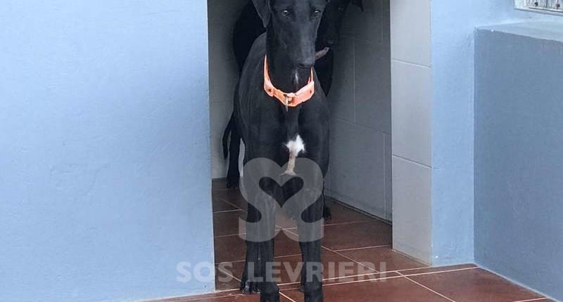 Dana Galgo