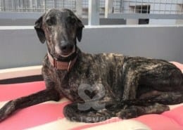 Darco Galgo