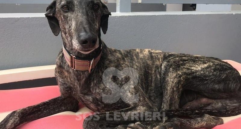 Darco Galgo