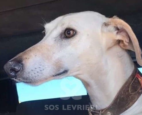 Davina Galgo