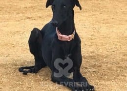 Dina Galgo