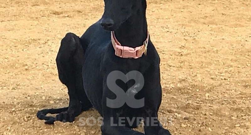 Dina Galgo