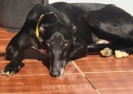 Poncho Galgo