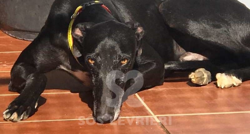 Poncho Galgo