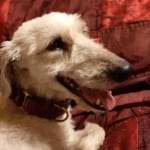 Molly 5 Deerhound Greyhound