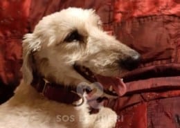 Molly 5 Deerhound Greyhound
