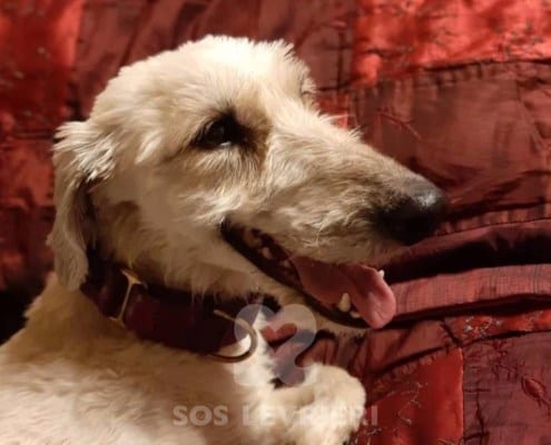 Molly 5 Deerhound Greyhound