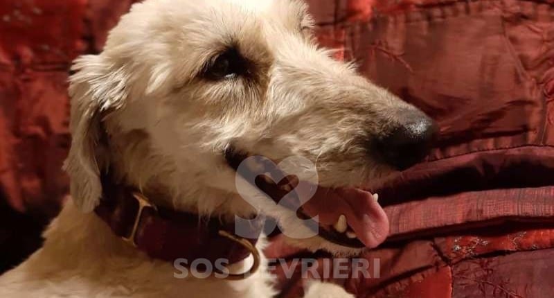 Molly 5 Deerhound Greyhound