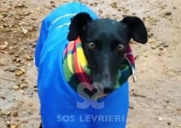 Pilar 3 Galgo