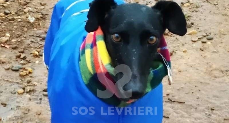Pilar 3 Galgo