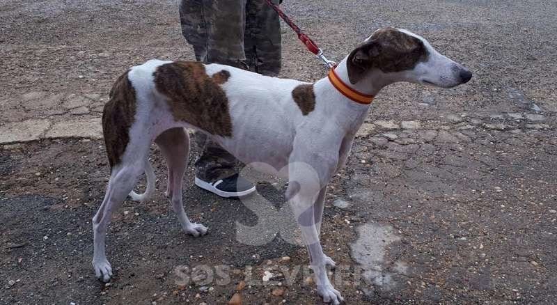 Sibilla-Galgo