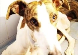 Sibilla Galgo