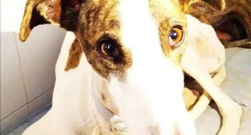 Sibilla Galgo