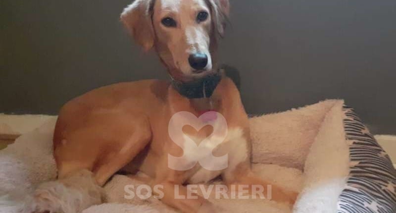 Skye-Saluki-Greyhound
