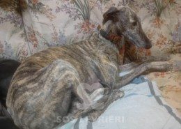 Suchard Galgo