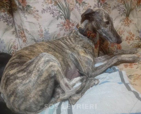 Suchard Galgo