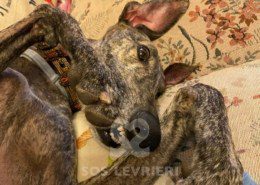 Suchard Galgo