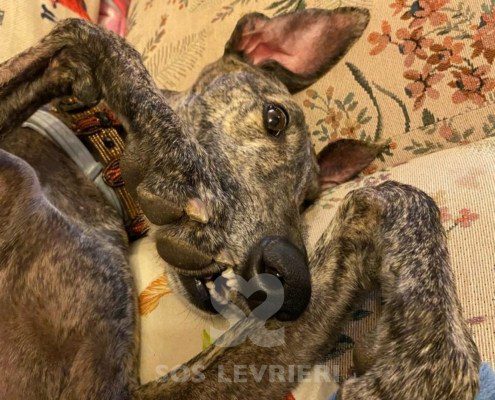 Suchard Galgo