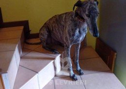 Suchard Galgo